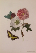Lotto insetti - 01/16